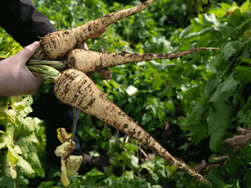 Parsnips in a man's hand that have been freshly pulled out of the ground on a farm.
